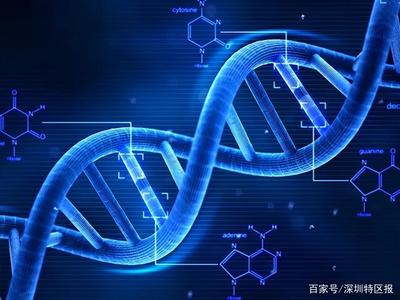 深圳為細胞和基因產(chǎn)業(yè)立法 劃定創(chuàng)新與倫理紅線，擬明令禁止生殖基因編輯